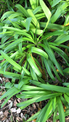 Agapanthus praecox