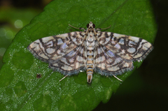 Lygropia rivulalis