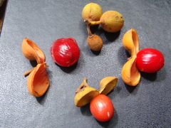 Knema