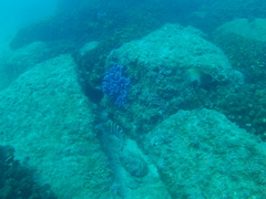 Halichoeres notospilus