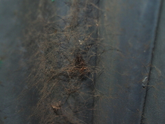 Steatoda borealis