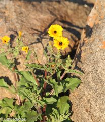 Osteospermum amplectens