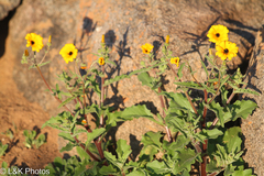 Osteospermum amplectens