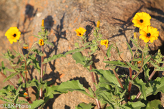 Osteospermum amplectens