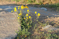 Osteospermum amplectens