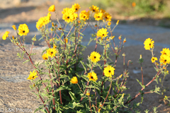 Osteospermum amplectens