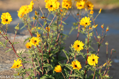 Osteospermum amplectens