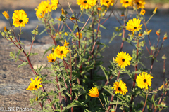 Osteospermum amplectens