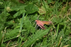 Deilephila porcellus