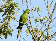 Psittacara leucophthalmus