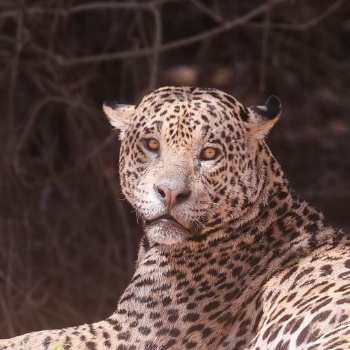 Jaguar (Panthera onca)