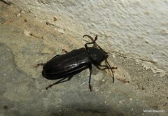 Mallodon dasystomus