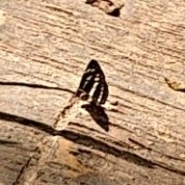 Limenitidinae