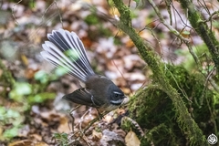 Rhipidura fuliginosa