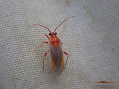 Capsodes