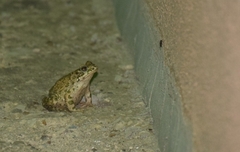 Bufotes viridis sitibundus
