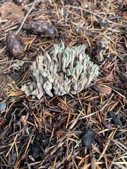 Ramaria apiculata