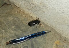 Mallodon dasystomus