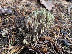 Ramaria apiculata