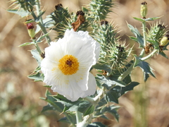 Argemone hunnemannii