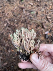 Ramaria apiculata