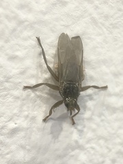 Hippoboscoidea