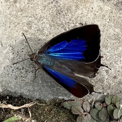 Arhopala