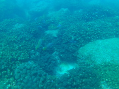 Lutjanus argentiventris