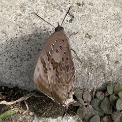Arhopala