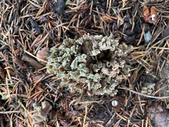 Ramaria apiculata