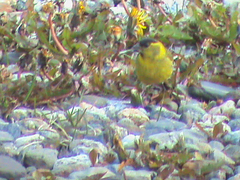 Spinus barbatus