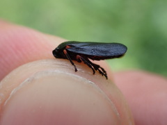 Cercopis intermedia