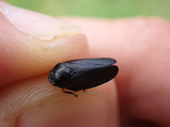 Cercopis intermedia