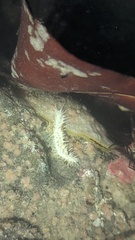 Eupentacta quinquesemita