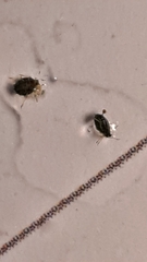 Aphis gossypii