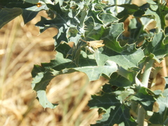 Argemone hunnemannii