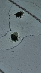 Aphis gossypii