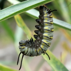 Danaus chrysippus orientis