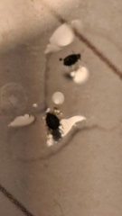 Aphis gossypii