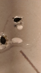 Aphis gossypii
