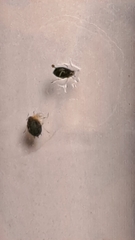 Aphis gossypii