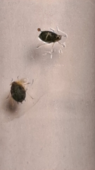 Aphis gossypii