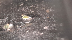 Aphis gossypii