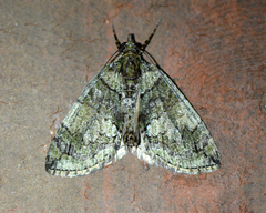 Hydriomena renunciata