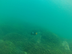 Holacanthus passer