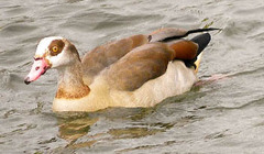 Alopochen aegyptiaca