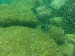 Stegastes acapulcoensis