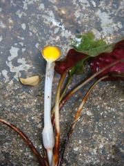 Cryptocoryne cordata