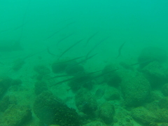 Fistularia commersonii