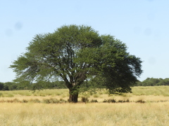 Prosopis caldenia